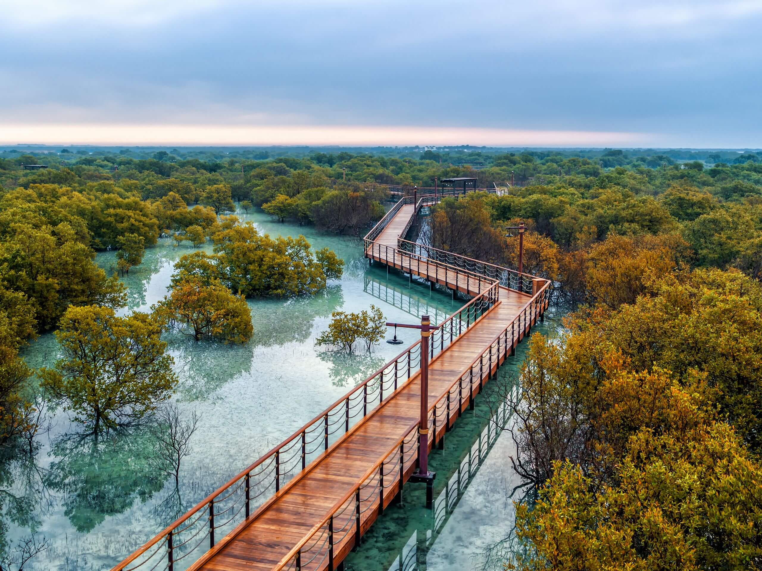 Aerial perspective of a wooden elevated walkway winding through lush green mangrove forests on Jubail Island.