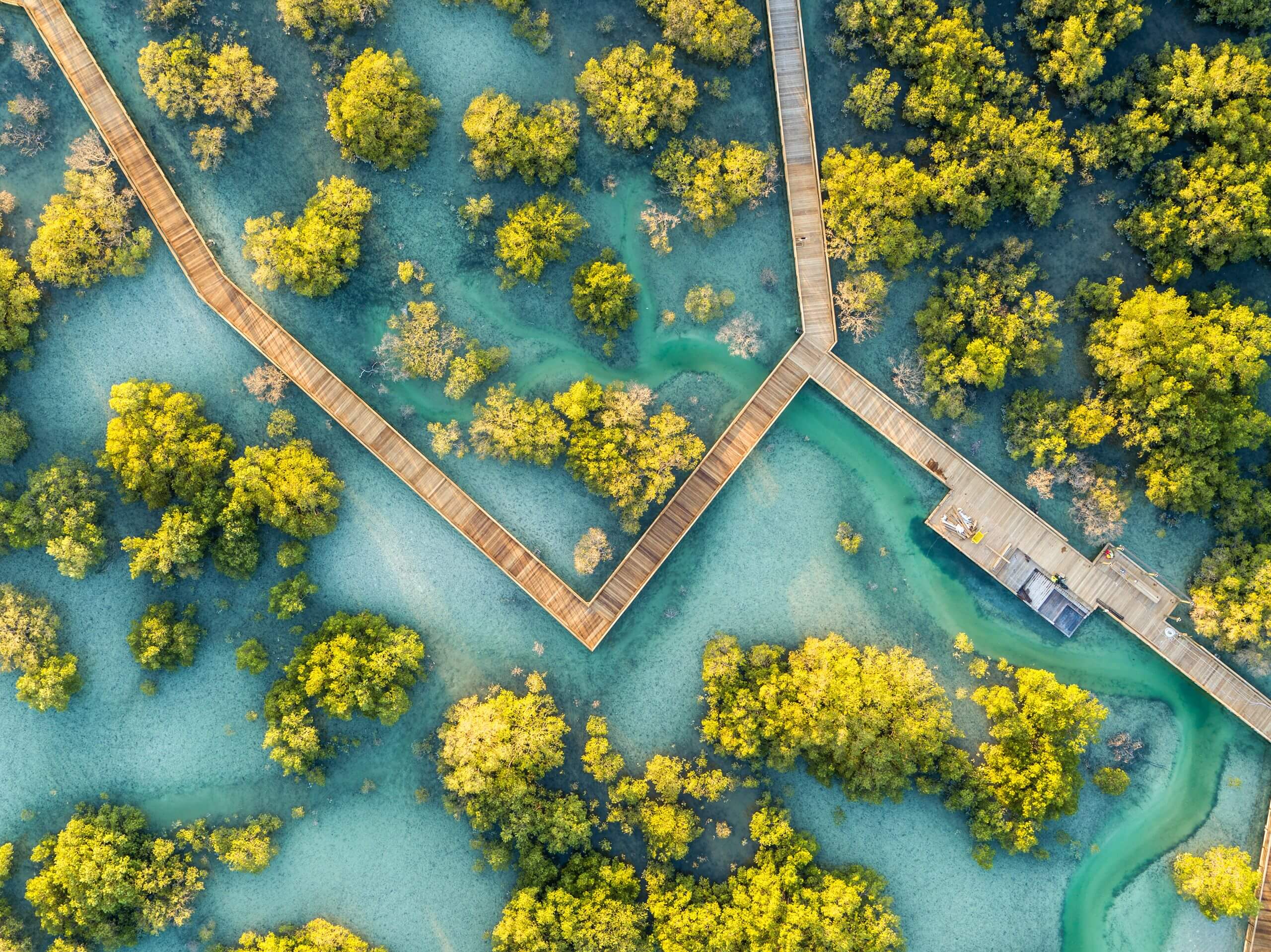 Top-down aerial view of vibrant green mangrove trees with a wooden boardwalk running through.