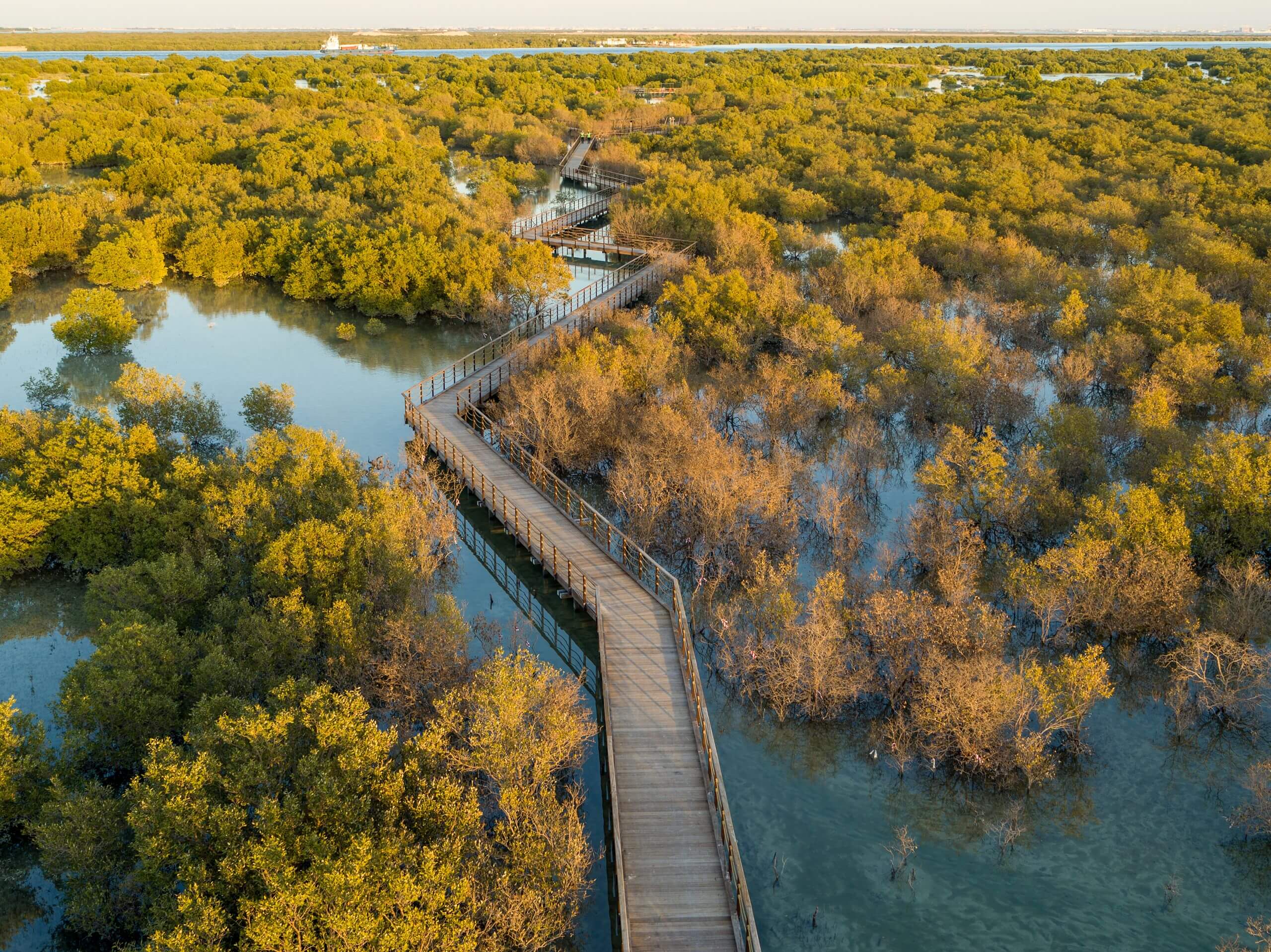 Aerial top-down view of a wooden walkway weaving through lush mangrove trees on Jubail Island.
